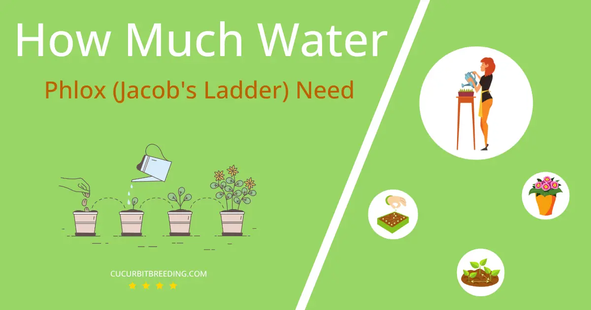 how often to water phlox jacobs ladder