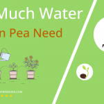 how often to water pigeon pea