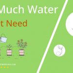 how often to water pignut