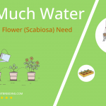 how often to water pincushion flower scabiosa