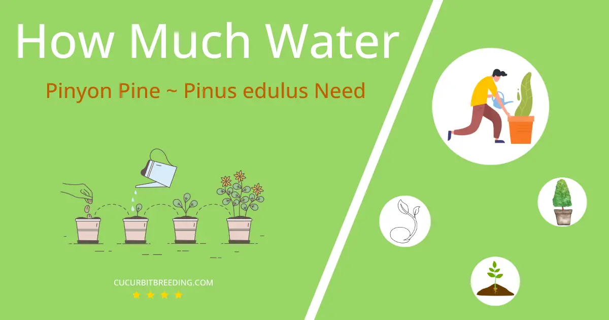 how often to water pinyon pine pinus edulus