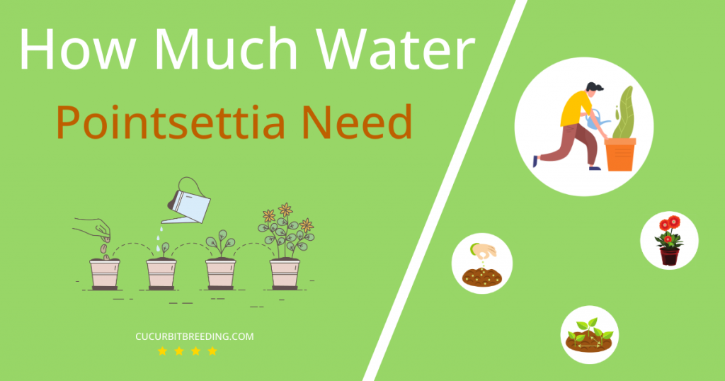 how often to water pointsettia