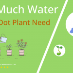 how often to water polka dot plant