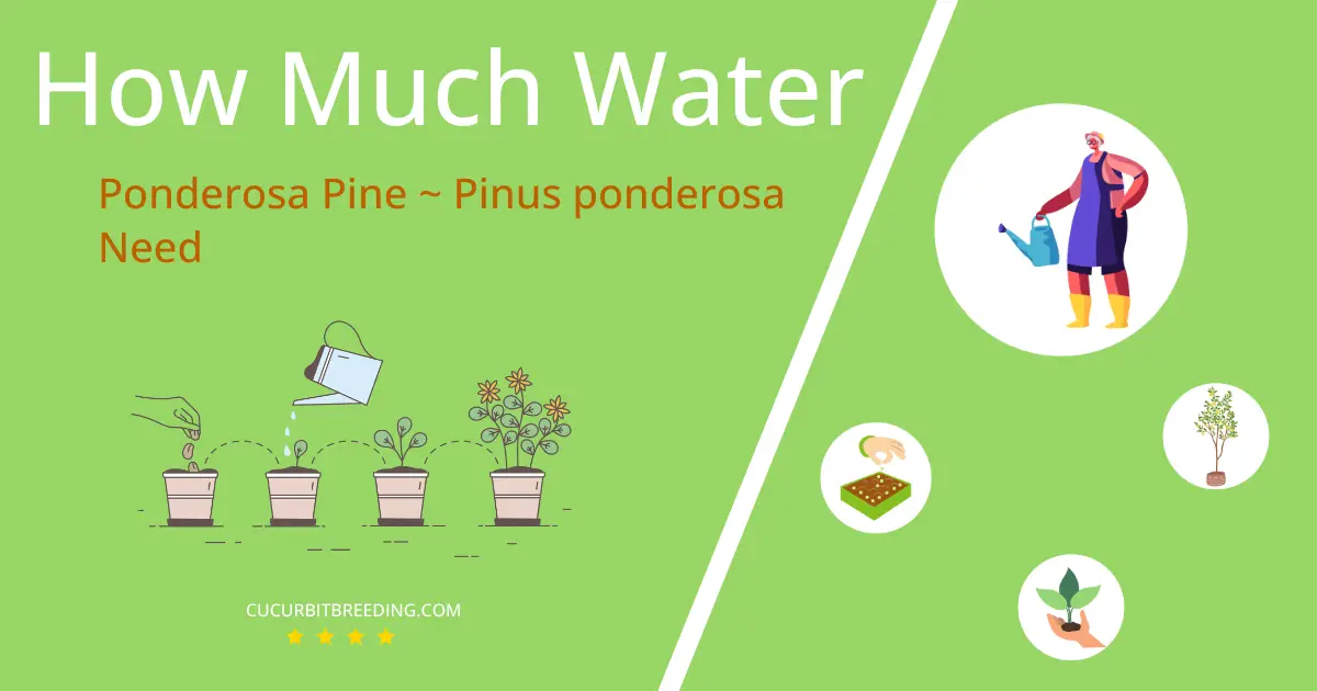 how often to water ponderosa pine pinus ponderosa