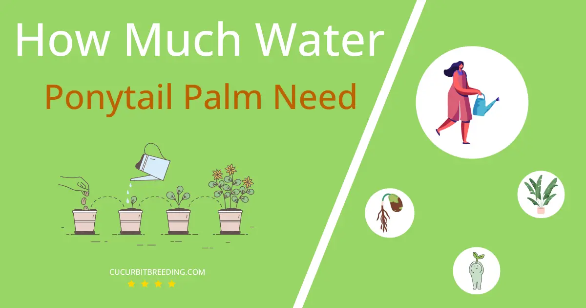 how often to water ponytail palm