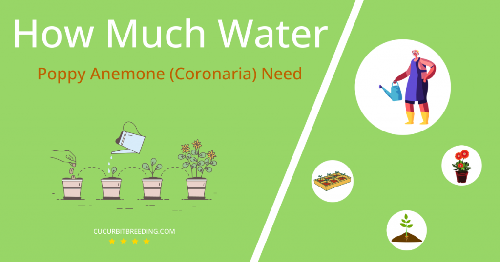 how often to water poppy anemone coronaria