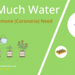 how often to water poppy anemone coronaria