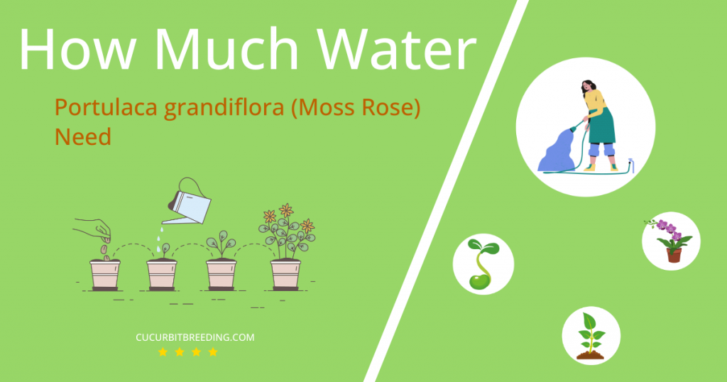 how often to water portulaca grandiflora moss rose