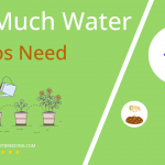 how often to water pothos