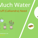 how often to water powder puff calliandra