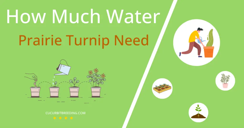 how often to water prairie turnip