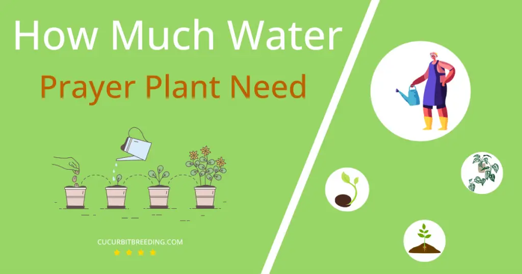 how often to water prayer plant