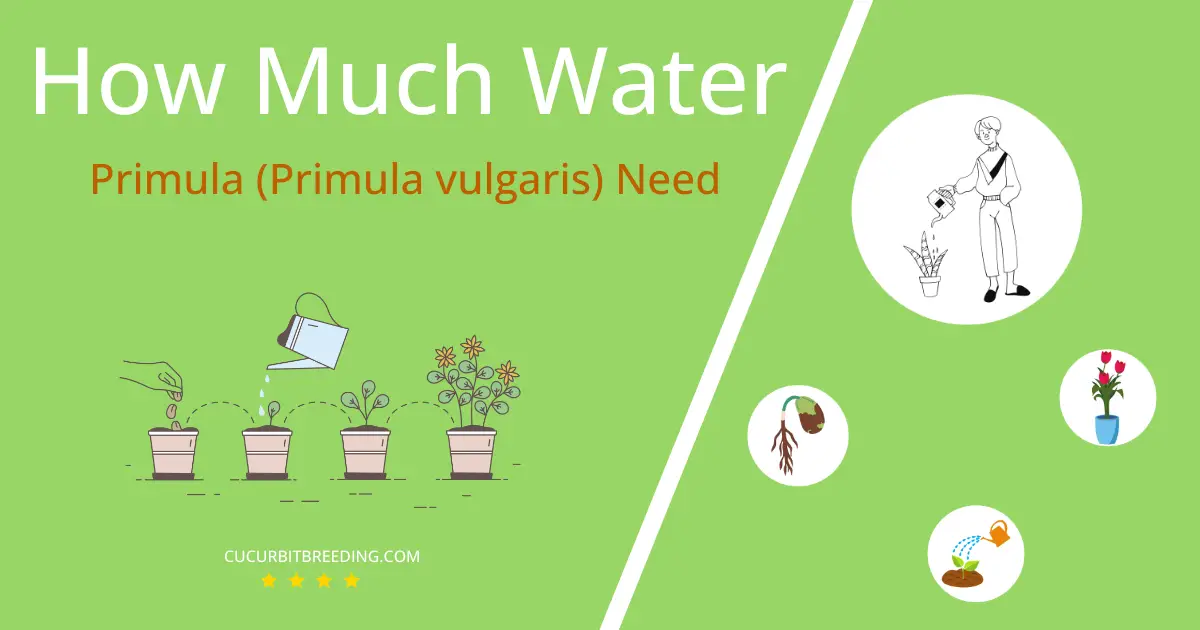 how often to water primula primula vulgaris