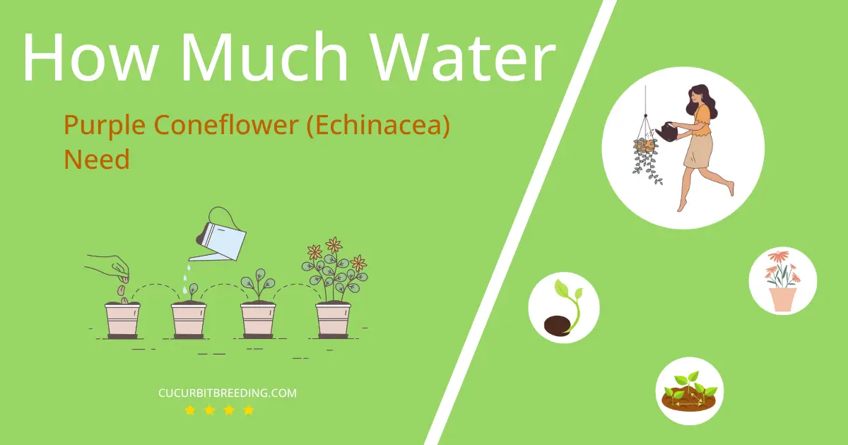 how often to water purple coneflower echinacea