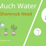 how often to water purple shamrock