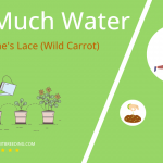 how often to water queen annes lace wild carrot