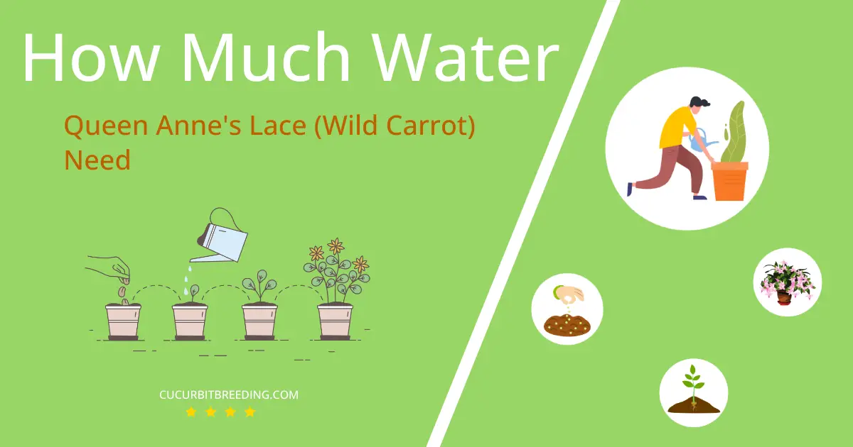 how often to water queen annes lace wild carrot