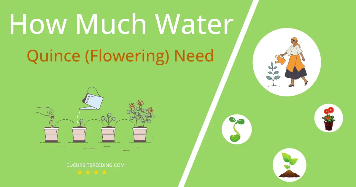 how often to water quince flowering