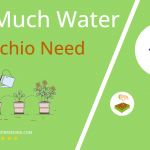 how often to water radicchio