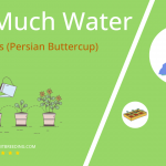 how often to water ranunculus persian buttercup