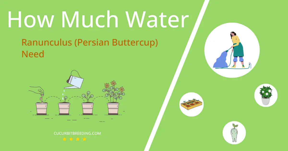 how often to water ranunculus persian buttercup