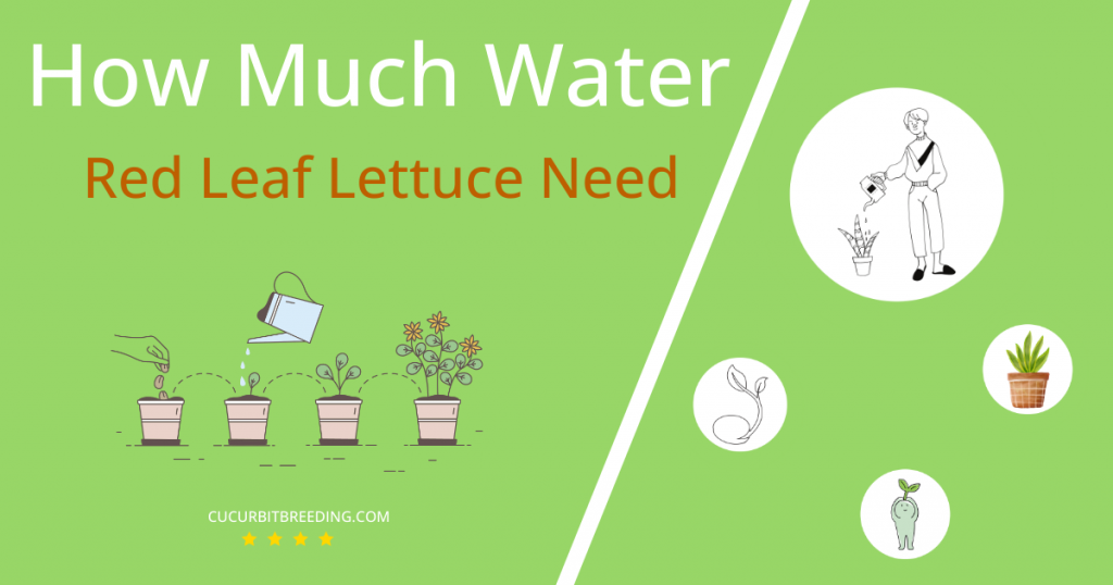 how often to water red leaf lettuce
