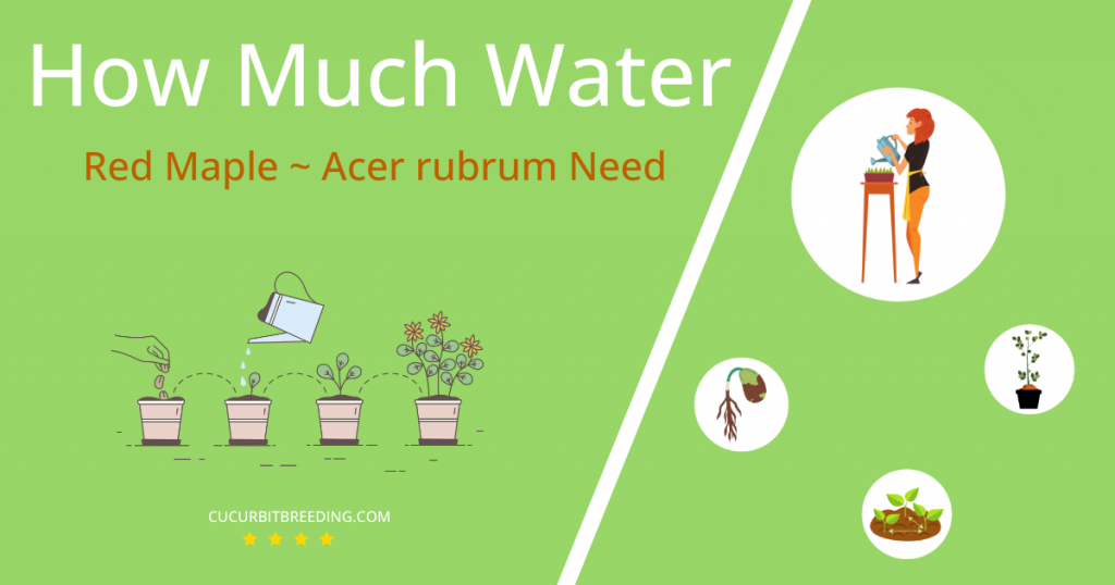 how often to water red maple acer rubrum