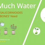 how often to water rhipsalis salicornioides dancing bones