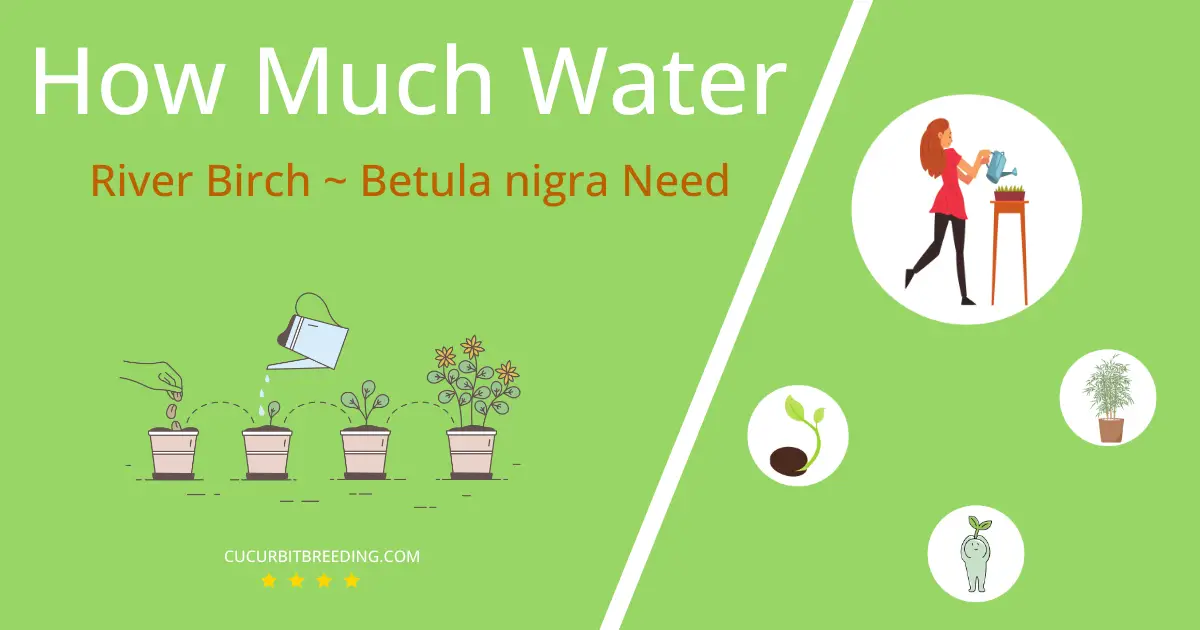 how often to water river birch betula nigra