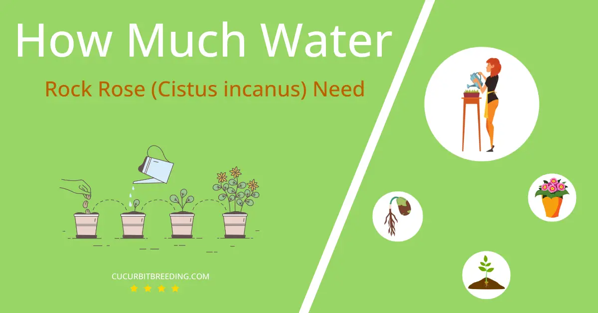 how often to water rock rose cistus incanus