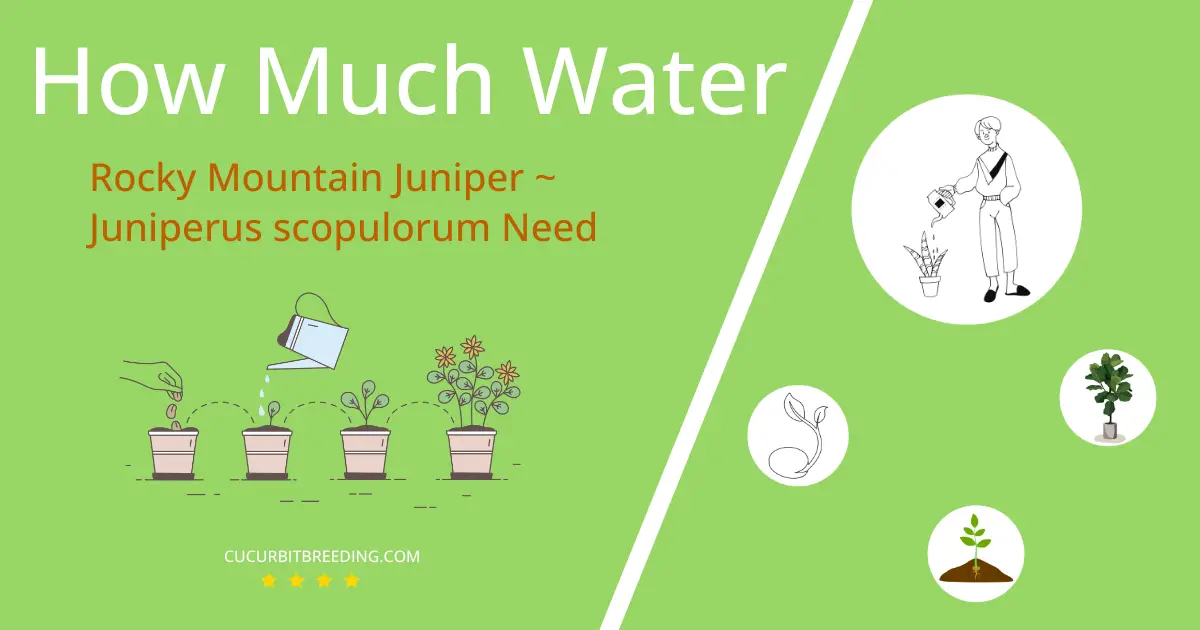 how often to water rocky mountain juniper juniperus scopulorum