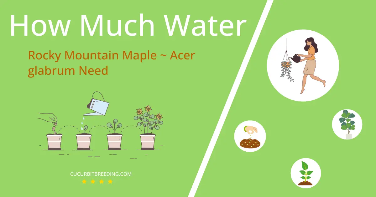 how often to water rocky mountain maple acer glabrum