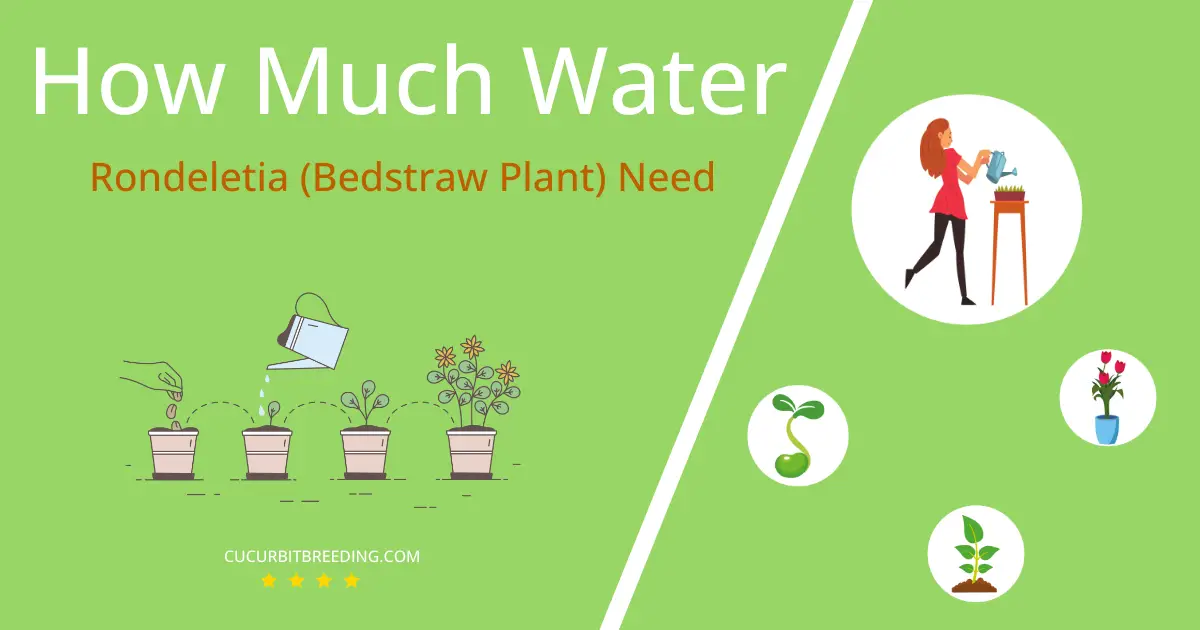 how often to water rondeletia bedstraw plant