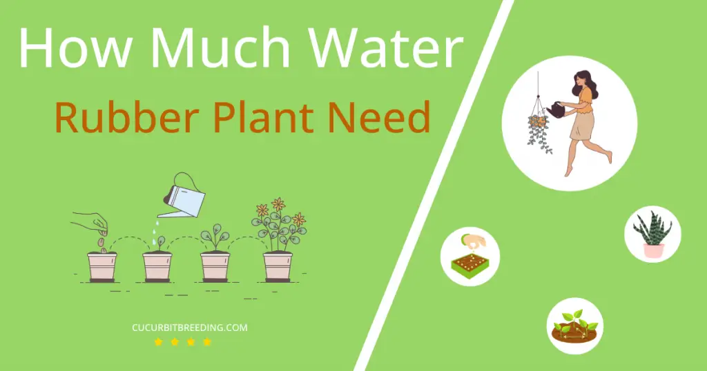 how often to water rubber plant