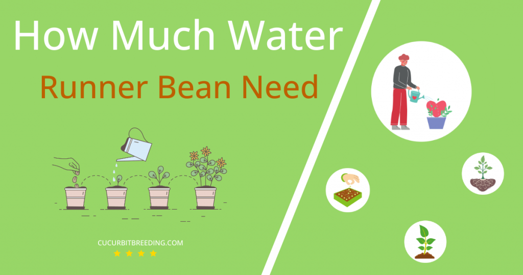 how often to water runner bean