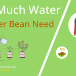 how often to water runner bean