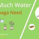 how often to water rutabaga