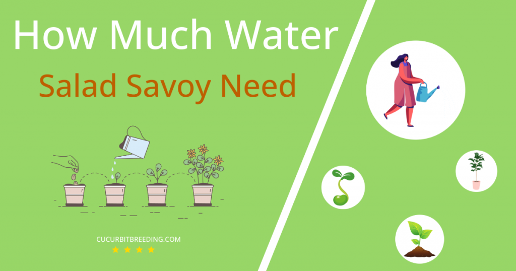 how often to water salad savoy