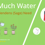 how often to water salvia splendens sage