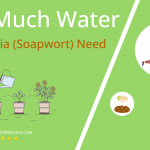 how often to water saponaria soapwort