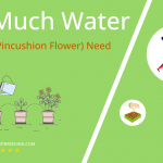 how often to water scabiosa pincushion flower