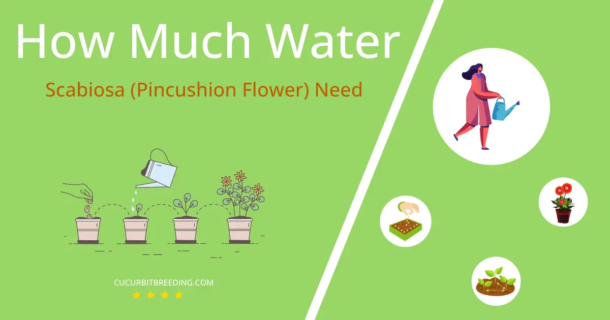 how often to water scabiosa pincushion flower