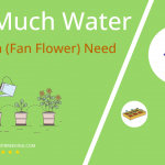 how often to water scaevola fan flower