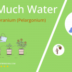 how often to water scented geranium pelargonium