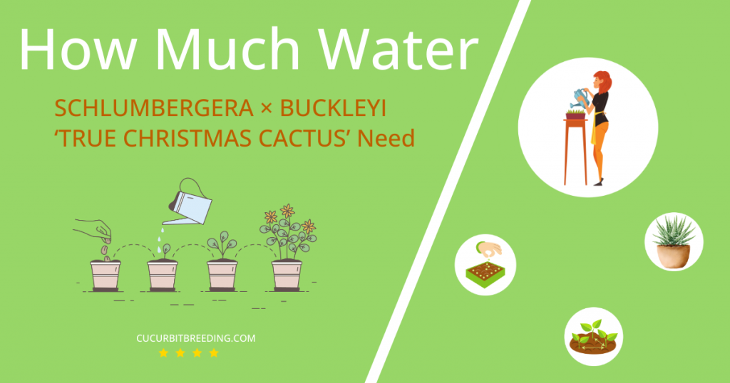 how often to water schlumbergera a— buckleyi true christmas cactus
