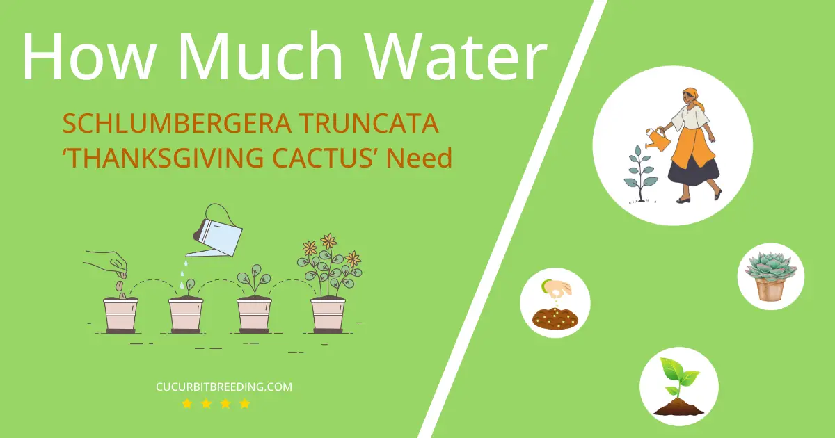 how often to water schlumbergera truncata thanksgiving cactus
