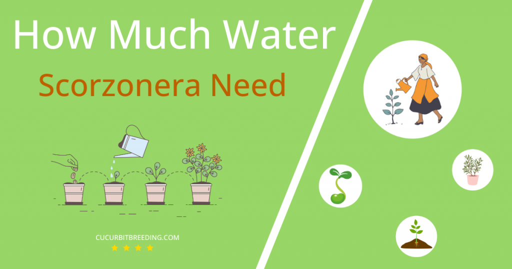 how often to water scorzonera