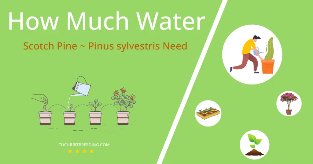 how often to water scotch pine pinus sylvestris