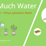 how often to water scotch pine pinus sylvestris