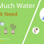 how often to water sculpit